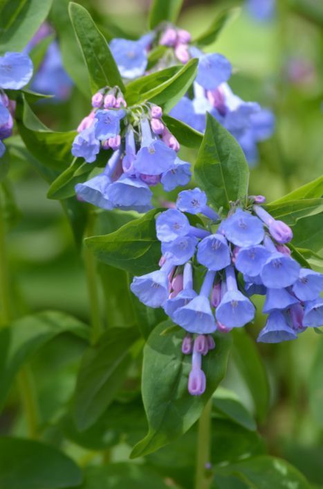 10 Virginia Bluebell Bulbs, Mertensia virginica