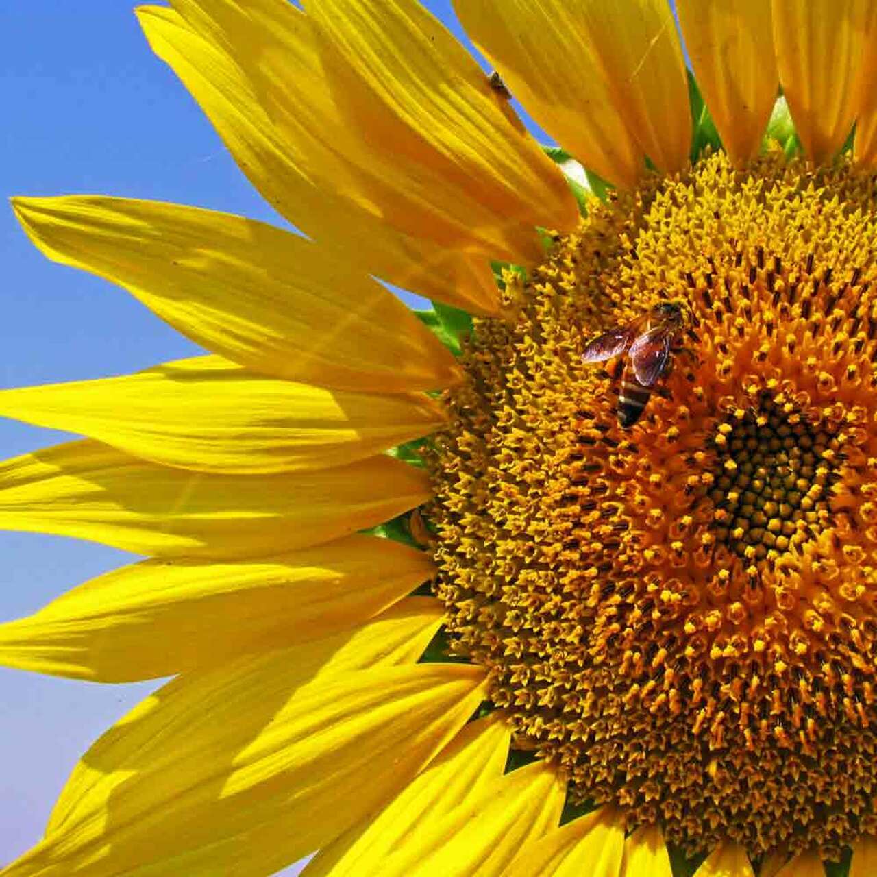 60+ Mammoth Russian Grey Stripe Sunflower Seeds “Brooklyn Botanical Garden Club”