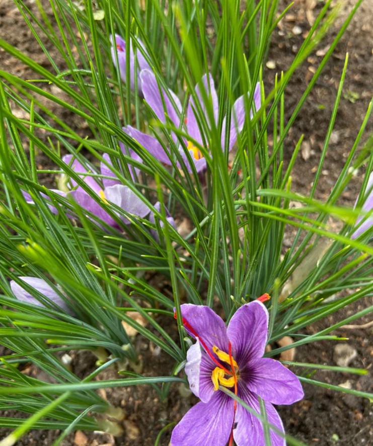 Saffron Crocus 10 Bulbs – Crocus Sativus – Easy Grow Flower Bulbs Kit