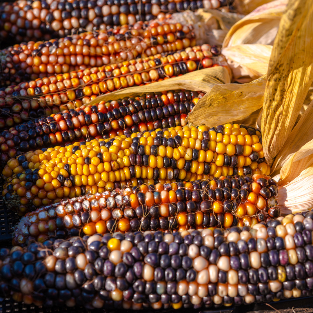 Fresh Premium Glass Gem Popcorn Plant Seeds | Heirloom Non-GMO | Vegetable Seeds
