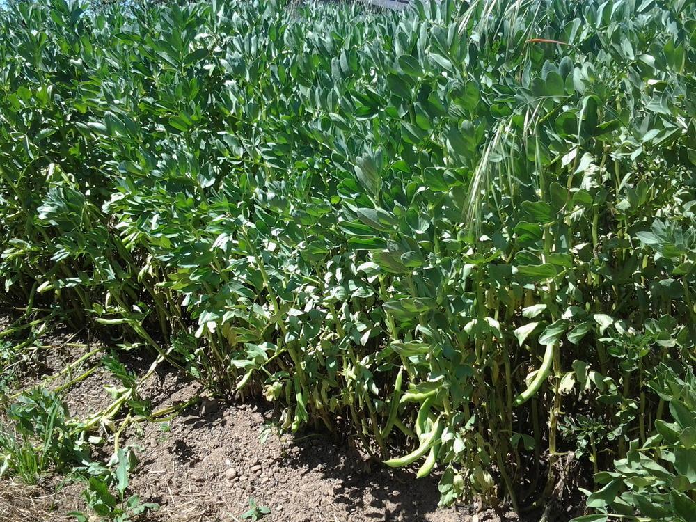 Bean Henderson Bush Lima or Fava Broad Windsor/ Heirloom/Open Pollinated/non GMO