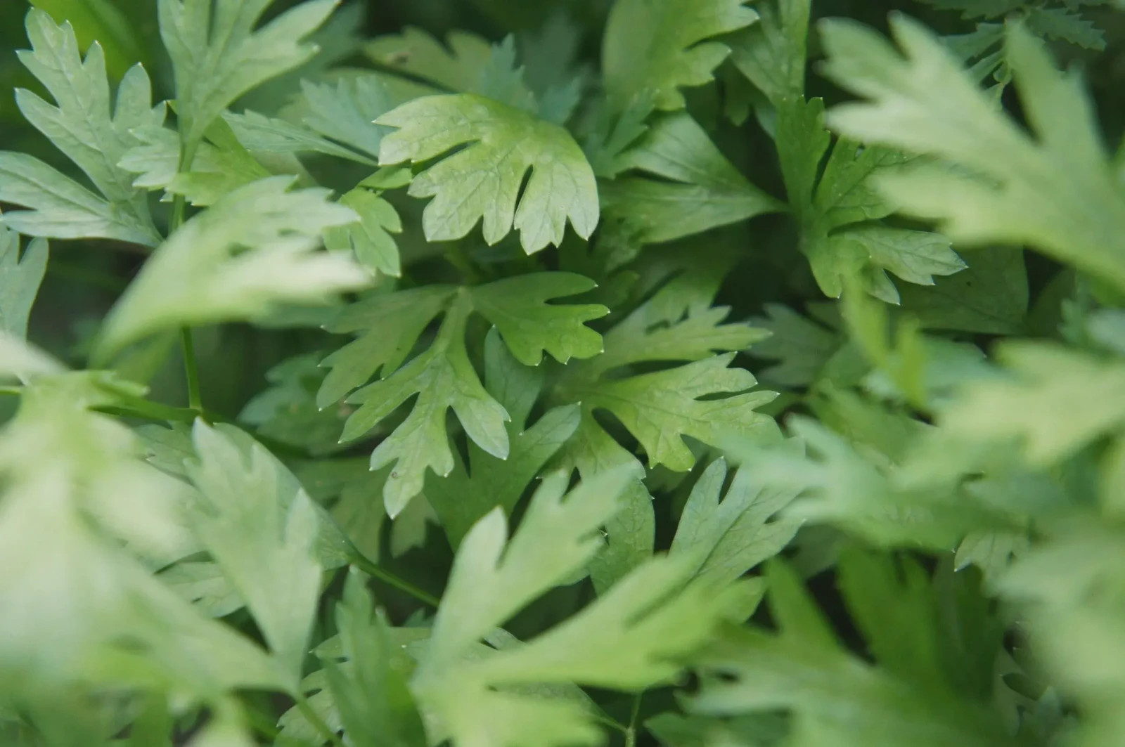 300+ Rare Cilician Parsley Seeds – Heirloom Mediterranean Herb, Fern-Like Leaves