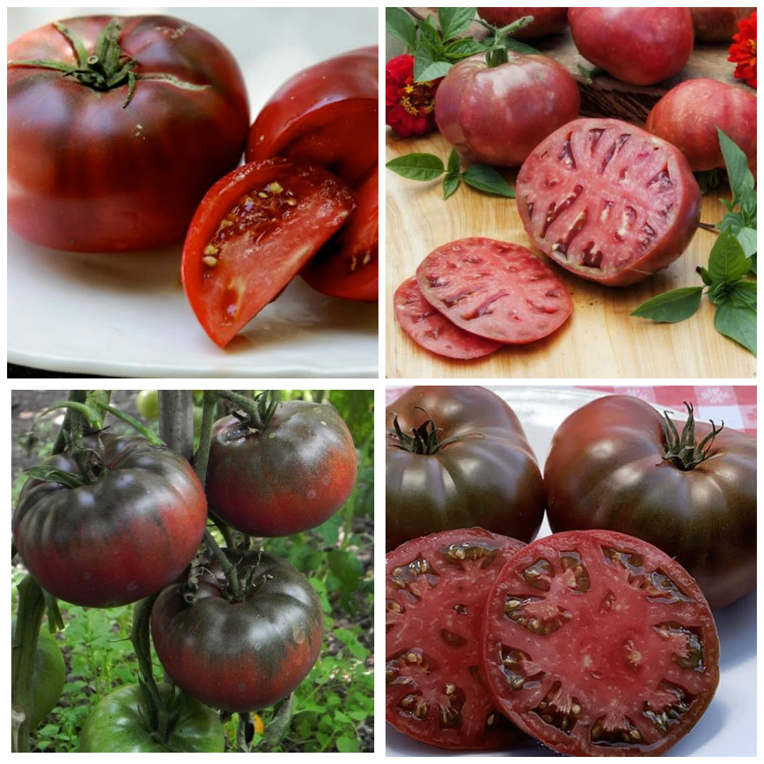 Gothic Heirloom Tomato Combo – 4 Dark Varieties – 50 Seeds Each 200 Seeds Total