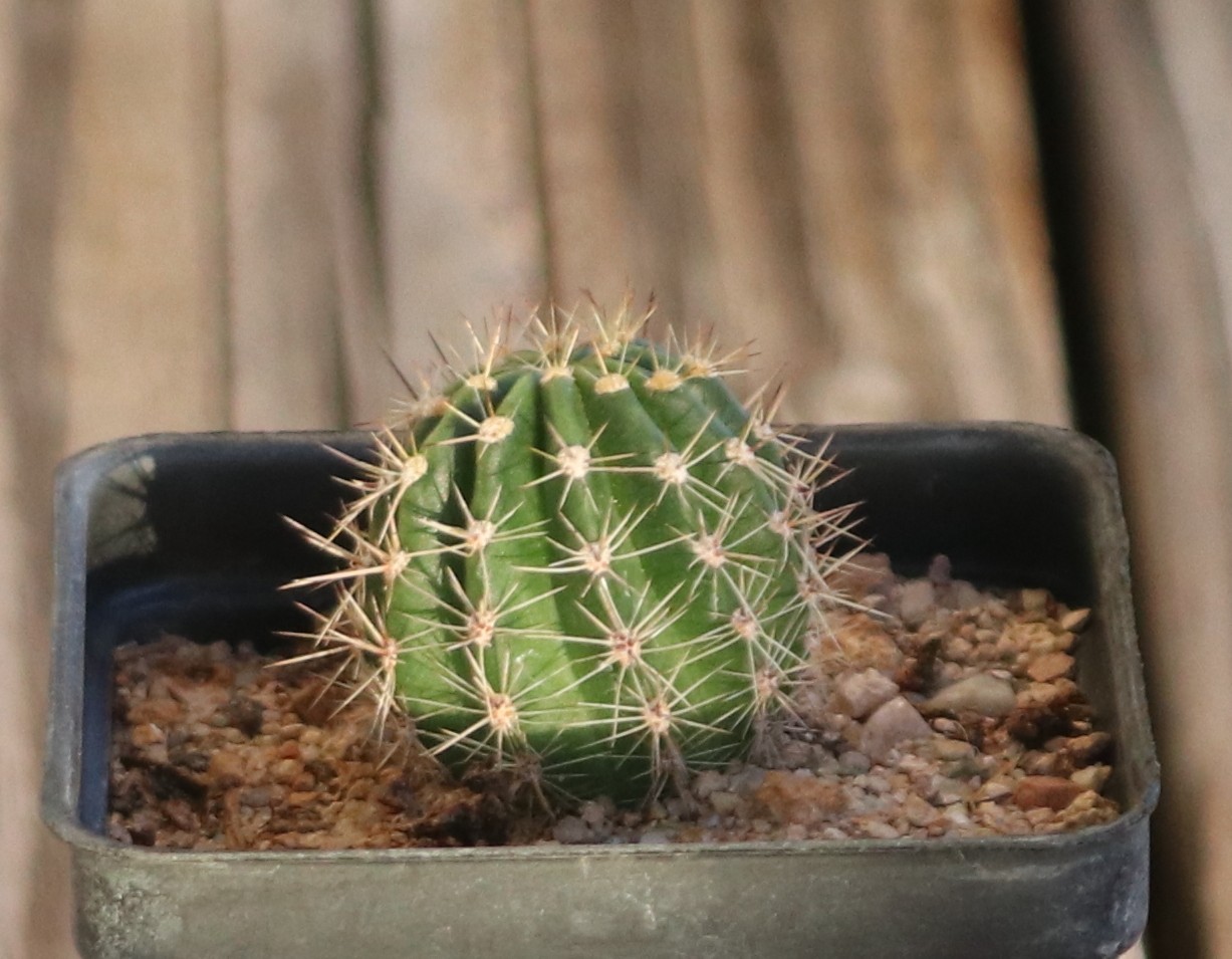 Echinopsis hybrid ‘Foxy Lady’