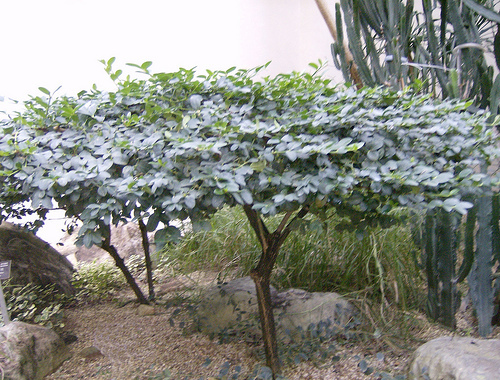 Natal Plum, Carissa macrocarpa, (Carissa grandiflora), Shrub Seeds