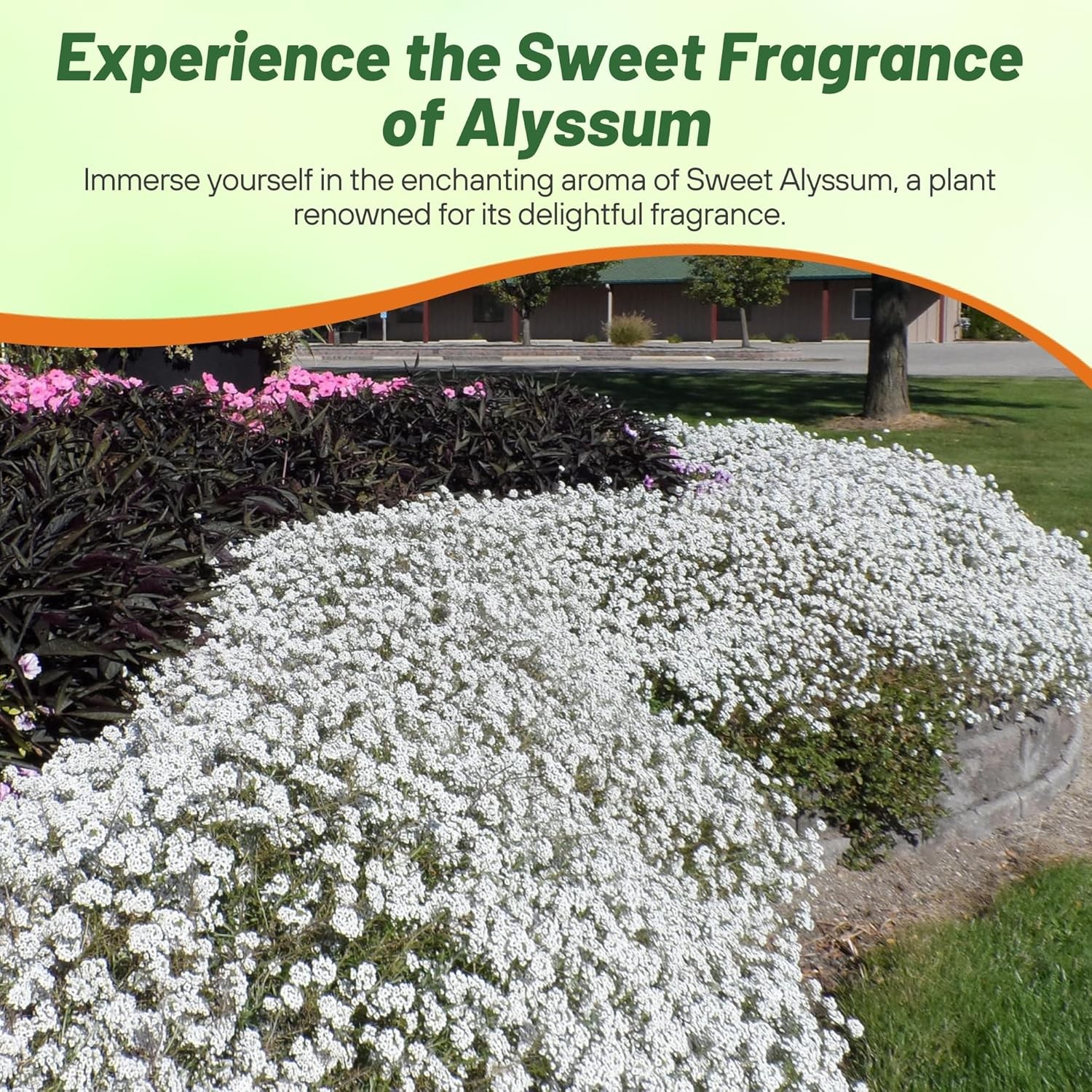 5 LBS White Sweet Alyssum Seeds For Planting | Lobularia Maritima |