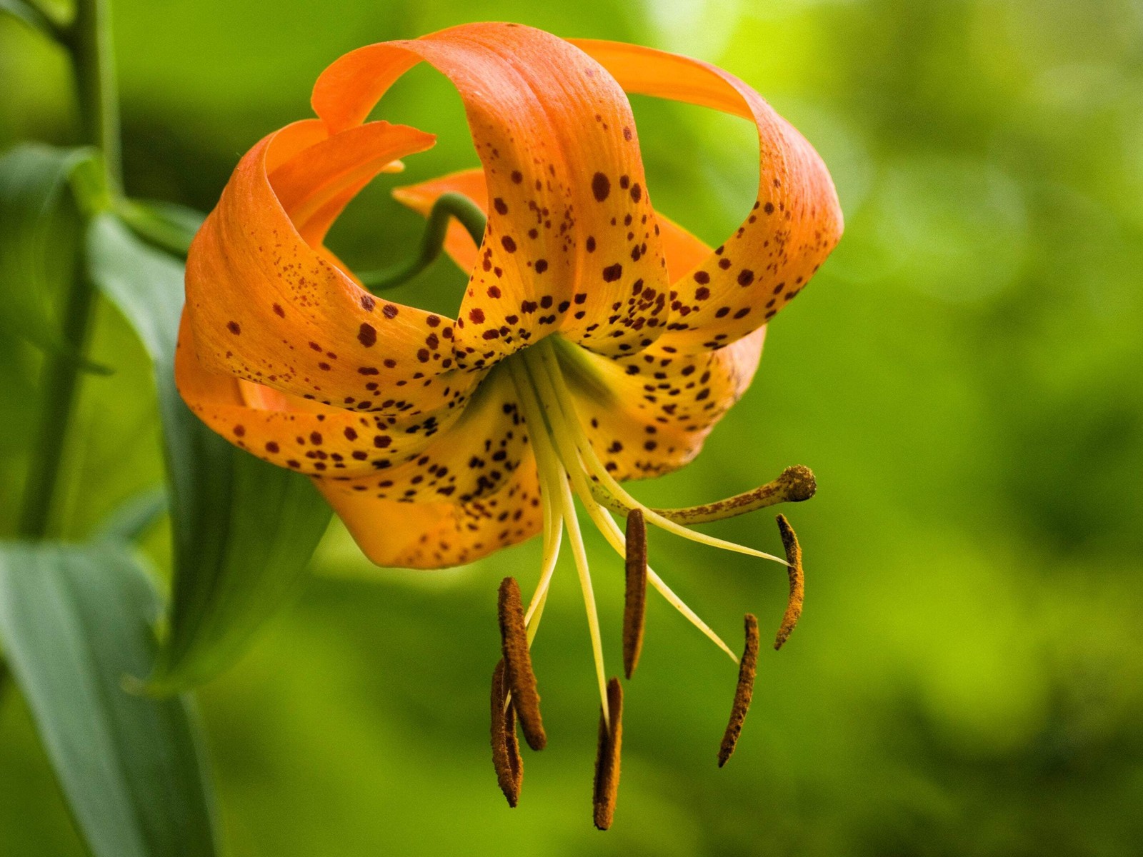 20 Orange TURKS CAP Tiger LILY Lilium Superbum Flower Seeds *Flat S/H
