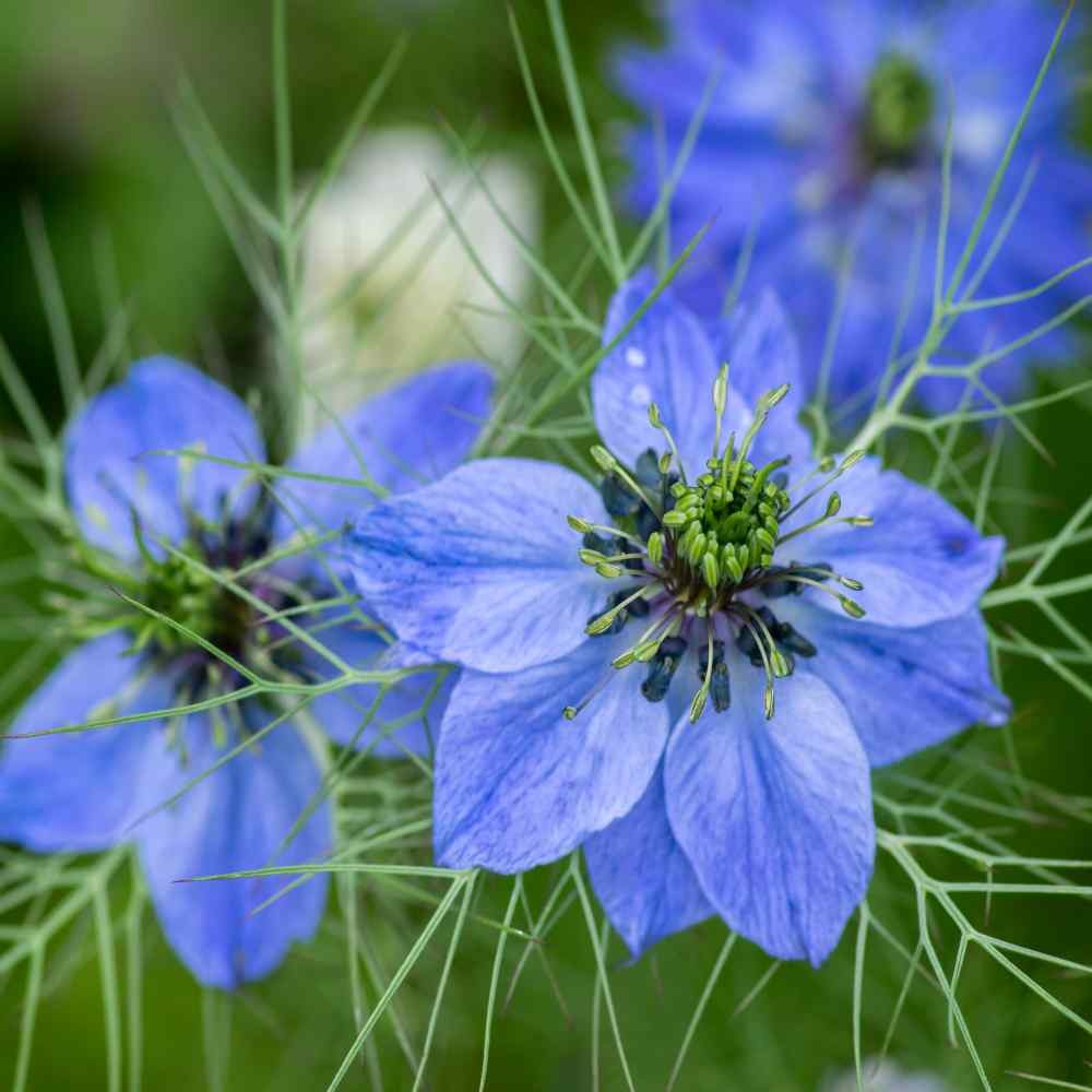 1000 Seeds Nigella Seeds – Blue Love In A Mist Flower Seed