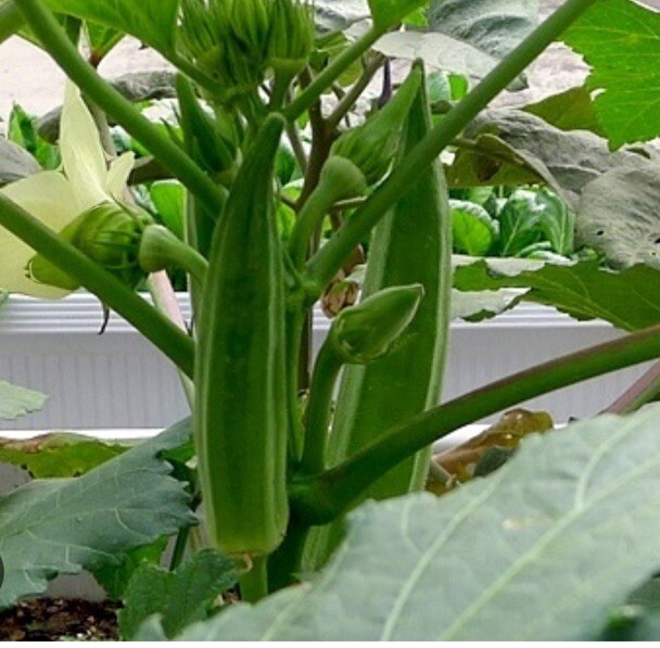 Clemson Spineless Okra Seeds, NON-GMO, Gumbo, Lady’s Fingers,,Bhindi 100+ Seeds