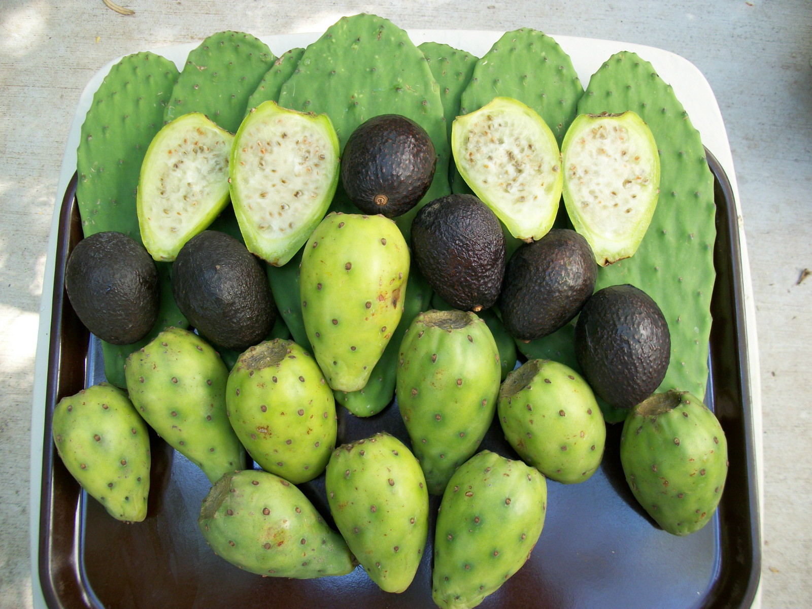 GIANT WHITE OPUNTIA PRICKLY PEAR NOPAL SPINELESS CACTUS-JUICY & SWEET 10 SEEDS