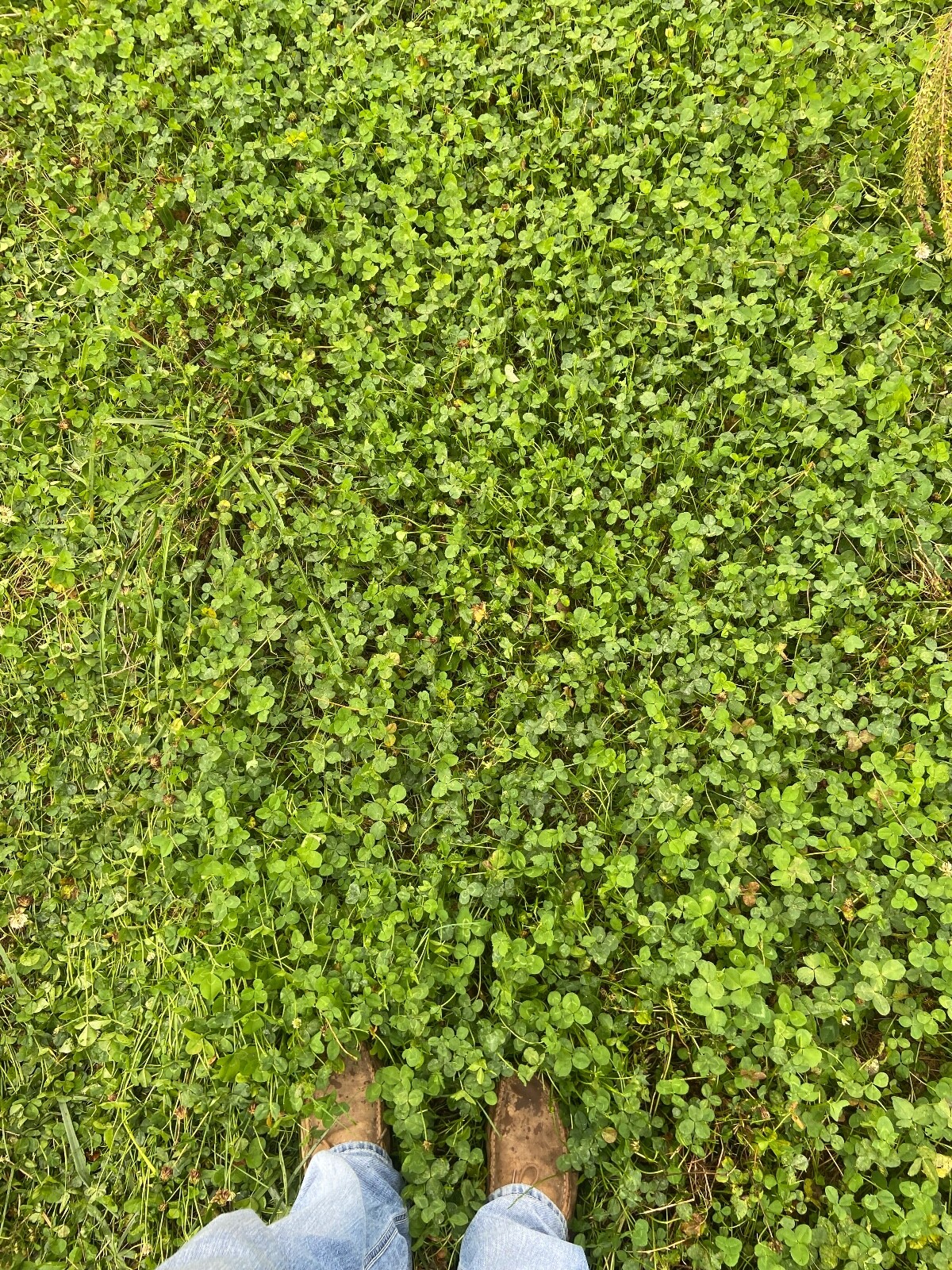 Spot On Food Plots Deer Plot – Alfalfa, Clovers, & Chicory Mix Seed Mix