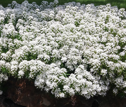 CANDYTUFT WHITE EVERGREEN PERENNIAL Iberis Sempervirens – 100 Seeds