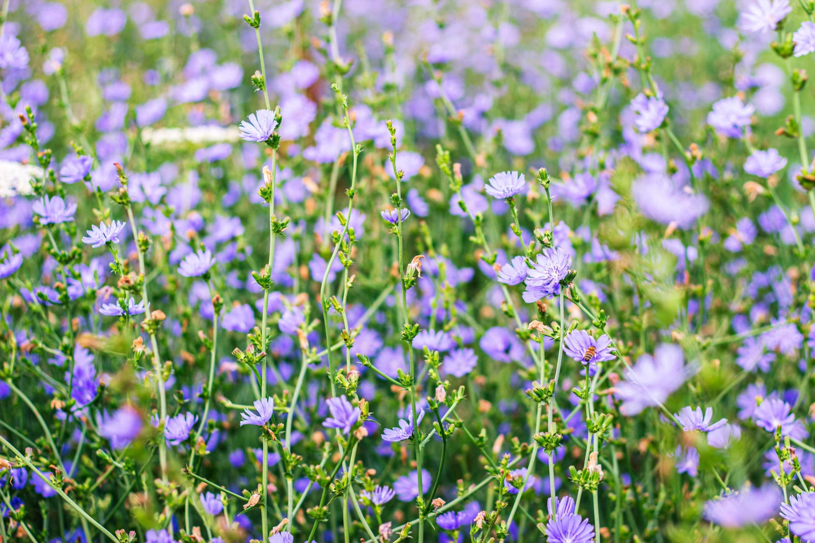 1000 CHICORY Blue Daisy Coffeeweed Succory Cicorium Intybus Flower Herb Seeds