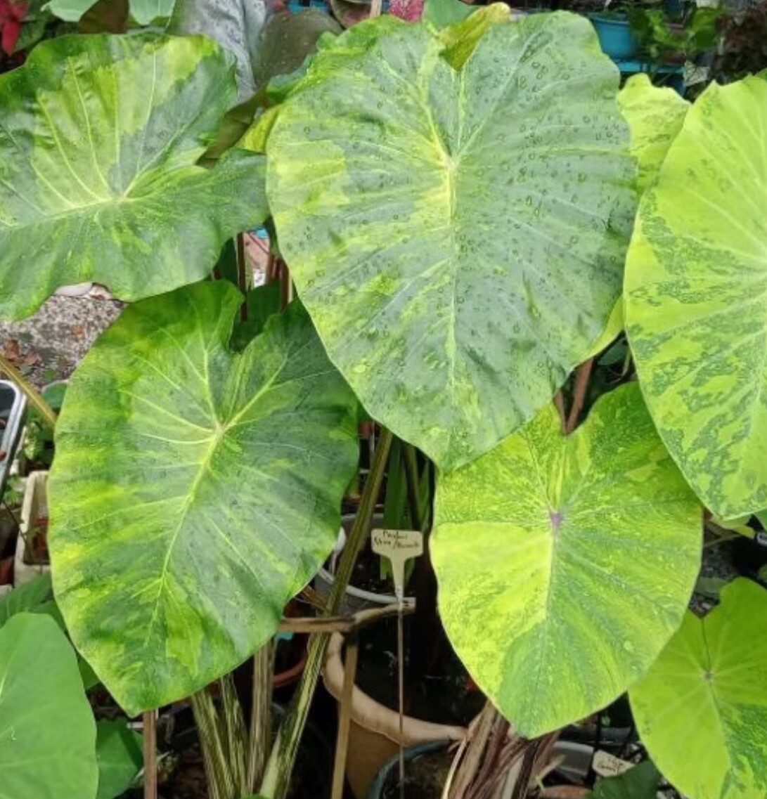 AUTHENTIC Colocasia Morning Dew 1 bulbs