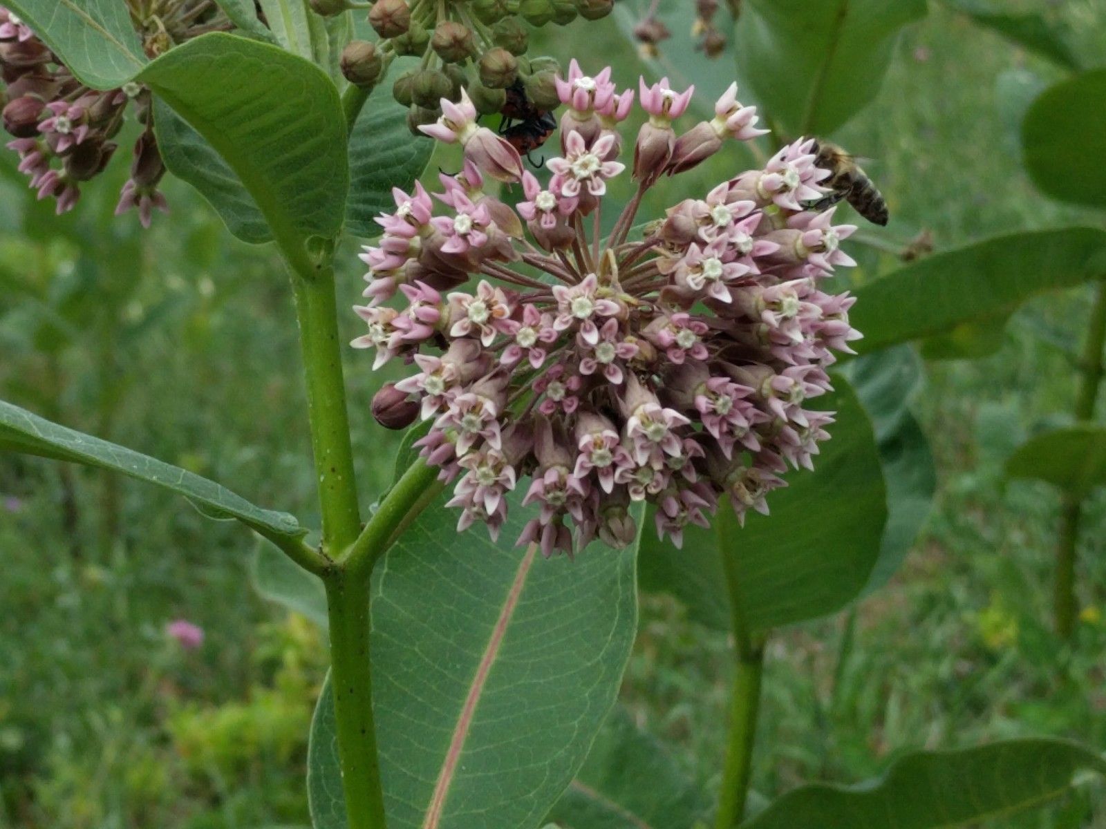10 oz (31k+) Common Milkweed Seeds (Asclepias syriaca), Organically Grown in PA