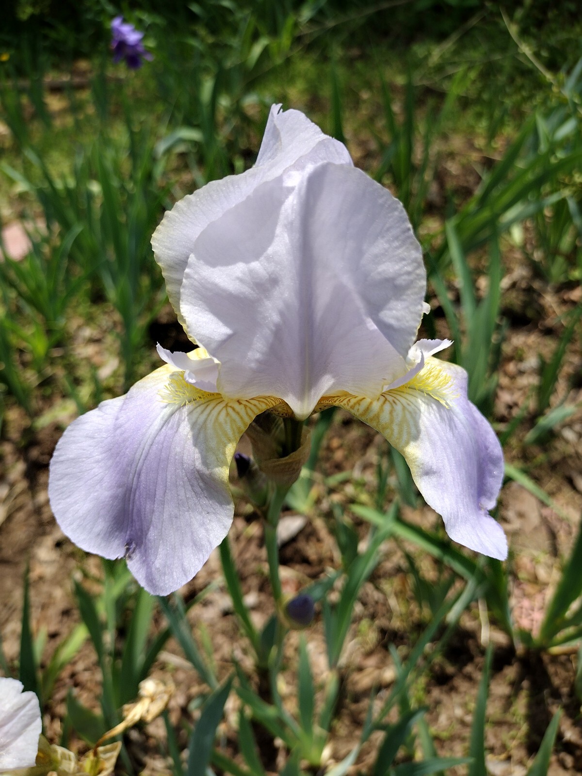 5x MIXED VARIETIES/COLORS IRIS Bulbs/Rhizomes FRESH