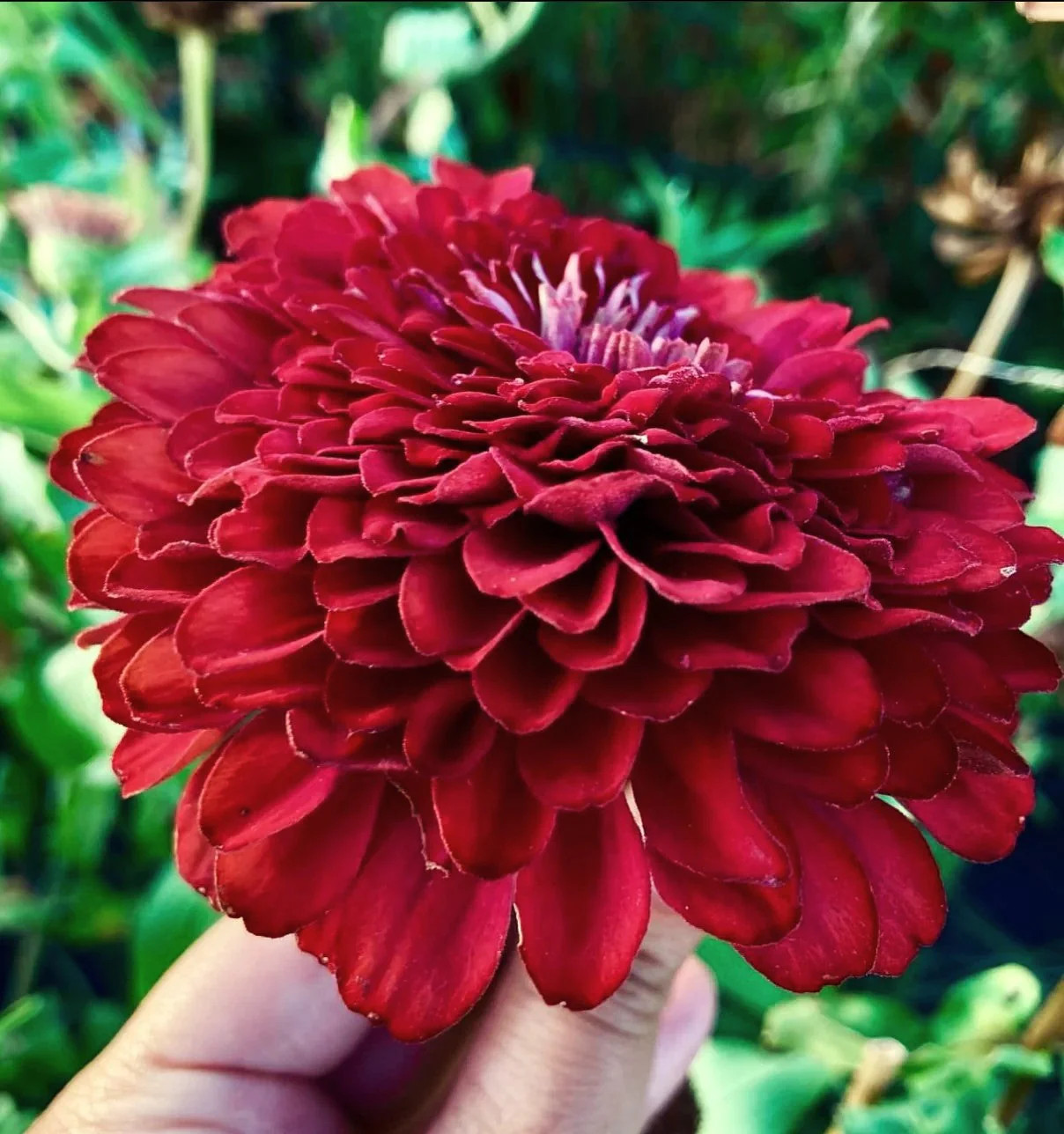 Meteor Burgundy Zinnia Seeds – For 2025 Planting Velvet Dark Red Maroon