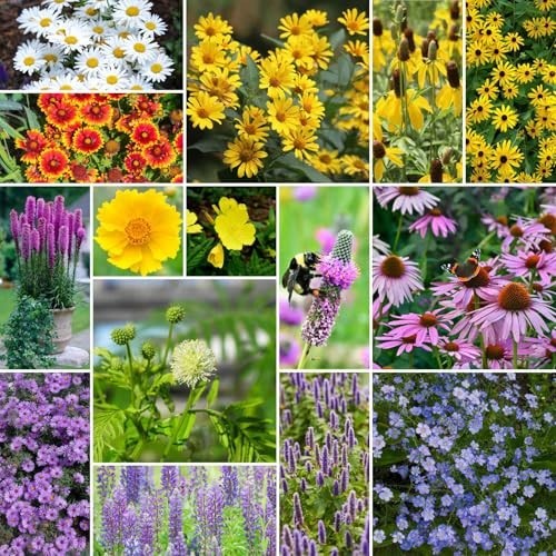 Midwest Perennial Wildflower Seed Mix – 120,000+ Seeds, Attracts Pollinators, Pl