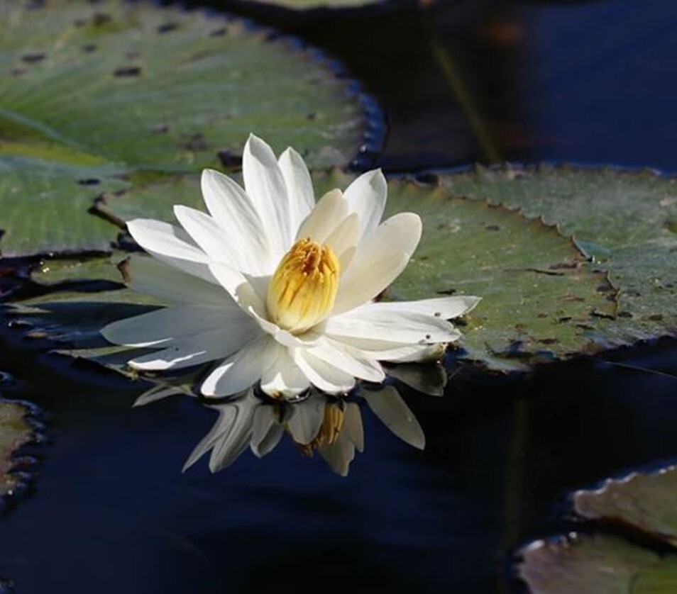 10 WHITE WATER LILY Pad Nymphaea Pond Seeds