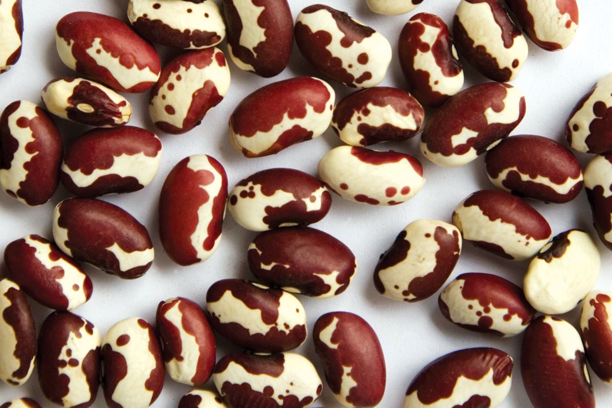 Anasazi Bean Seeds (30) / POLE BEAN / HEIRLOOM / FLORIDA / EASY