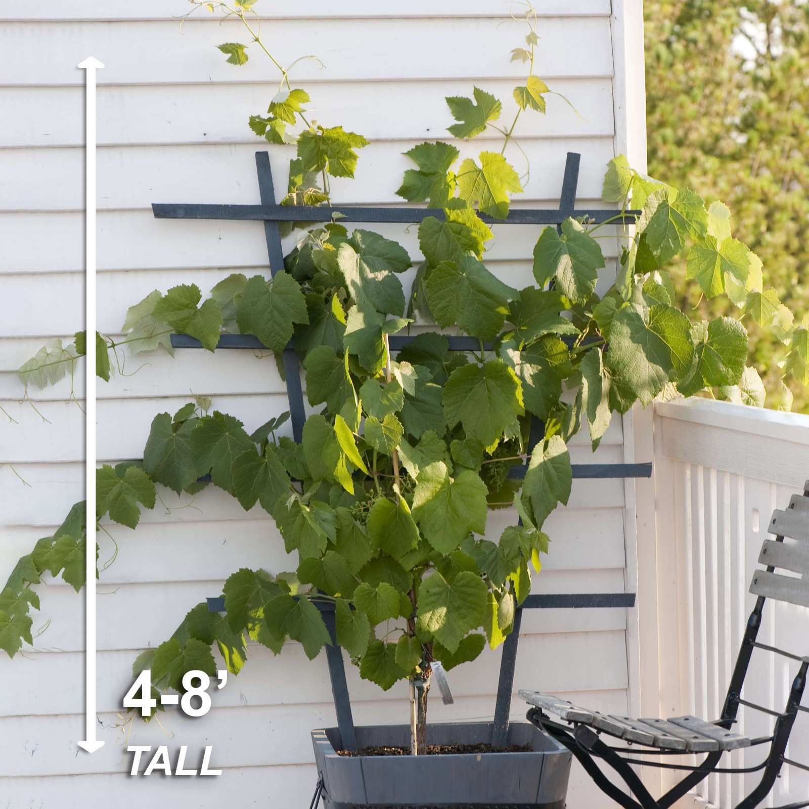 Garden State Bulb Concord Seedless Grape Bare Root for Planting, Non-GMO