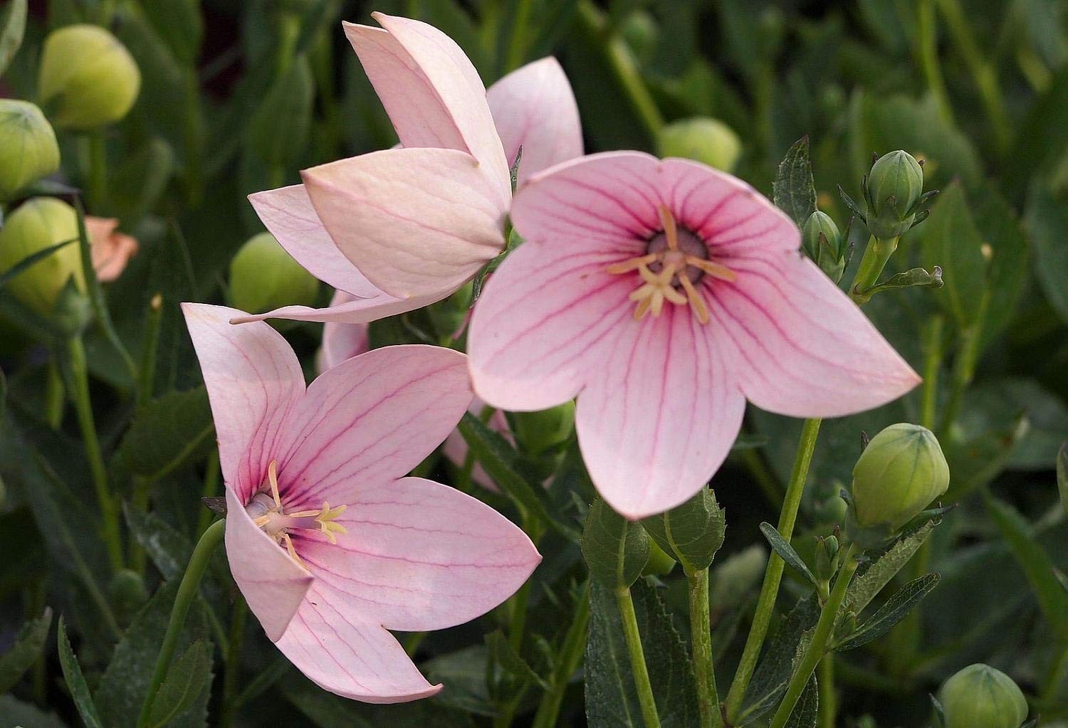 Seeds Balloon Flower Mix (Platycodon Chinese) Perennial Flowers