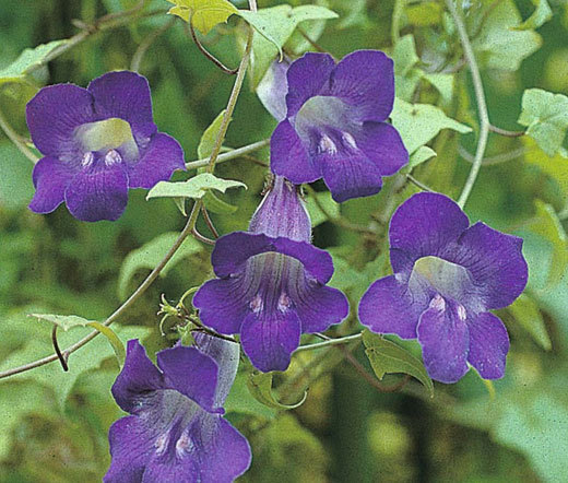 ASARINA CLIMBING SNAPDRAGON VIOLET Asarina Scandens – 100 Bulk Seeds