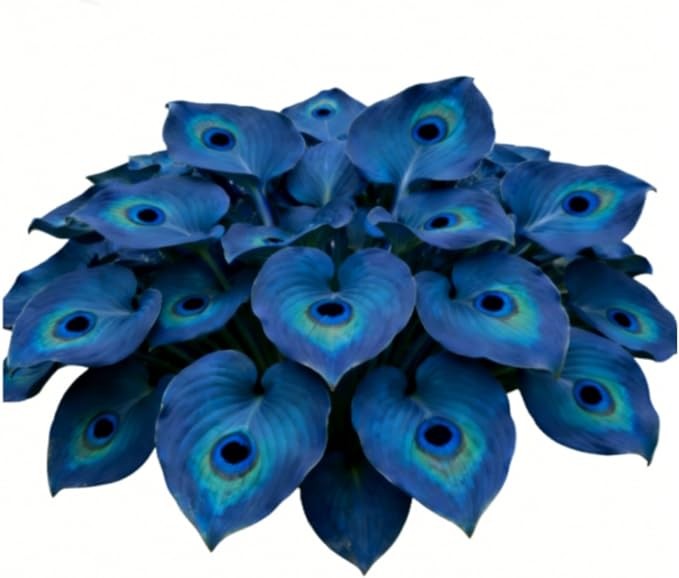 200 +ornament-Midnight Blue Hea – PERENNIAL OUTDOOR SHADE GARDEN PLANTING SEEDS