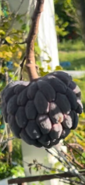 10 fresh Red Sugar apple (Annona squamosa) seeds