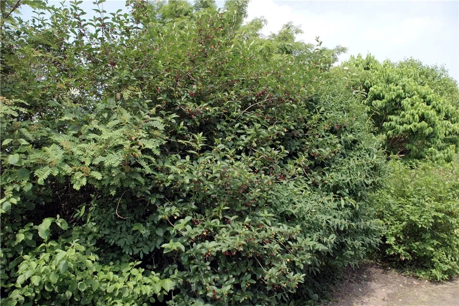 Honeyberry Seeds (Lonicera caerulea) Blue Honeysuckle Fruit Shrub Zone 2 Hardy