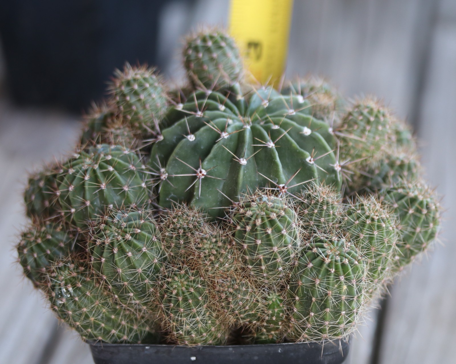 Echinopsis oxygona