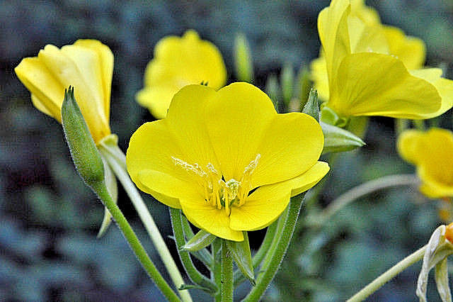 EVENING PRIMROSE 519 SEEDS LARGE YELLOW FLOWERS, OENOTHERA BIENNIS, BULK SEEDS