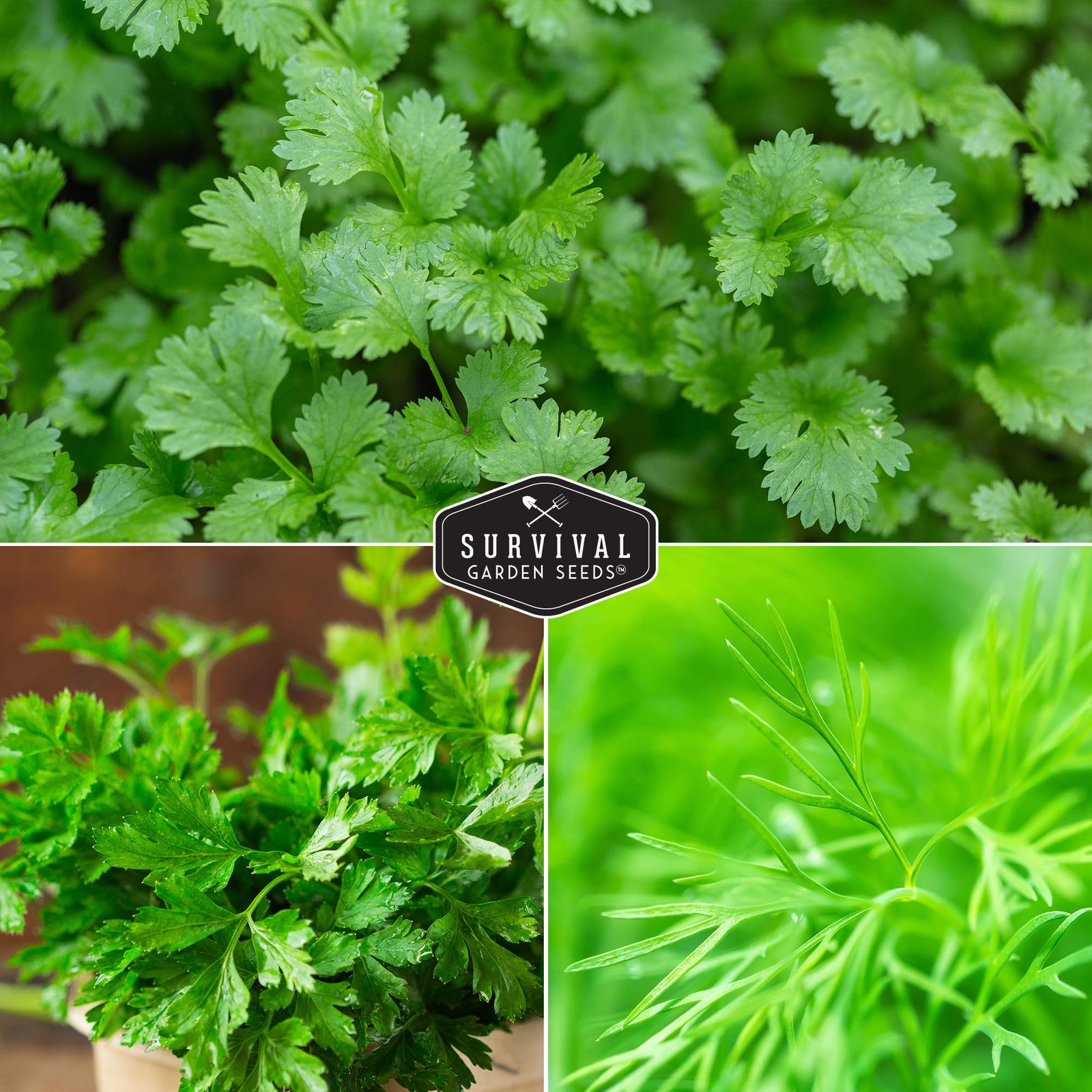 Herb Seeds Variety Pack – 5 Heirloom Kitchen Herbs for Easy Indoor & Outdoor