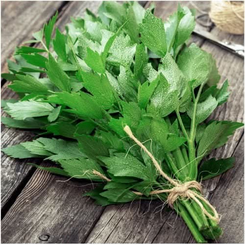 Lovage Herb Seeds For Planting (Levisticum officinale)