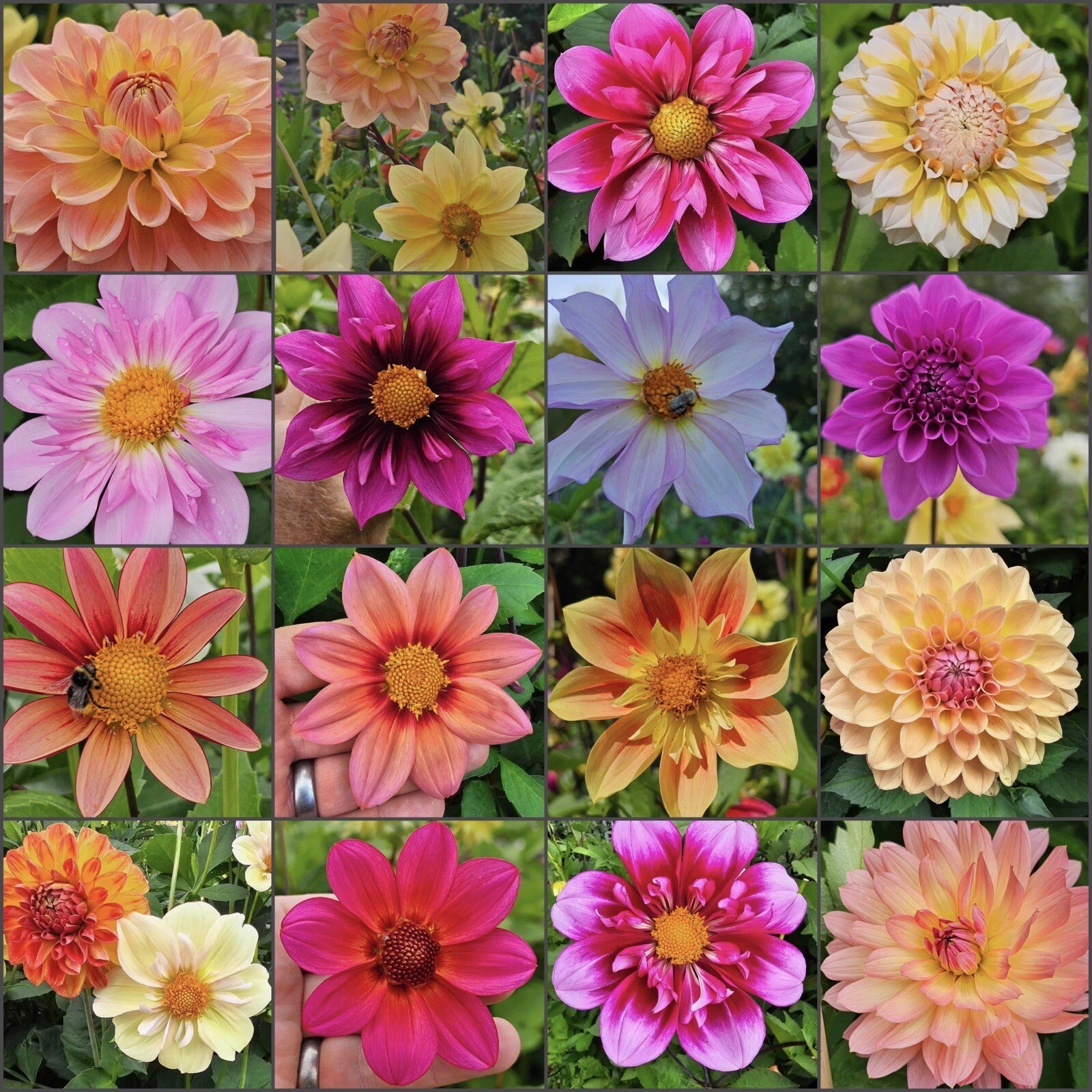 75+ DAHLIA SEEDS Open Pollinated XLNT Germination **Shipping US ONLY**