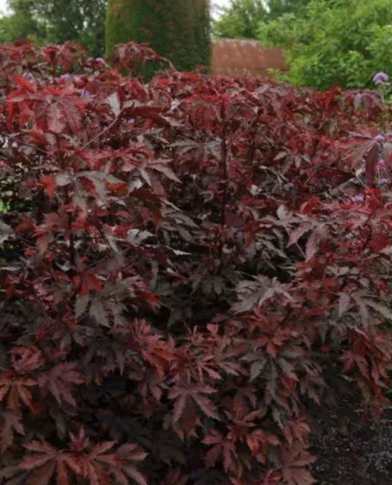 Mahogany Splendor Red Leaf Hardy Hibiscus-SMALL ROOTED STARTER Plant