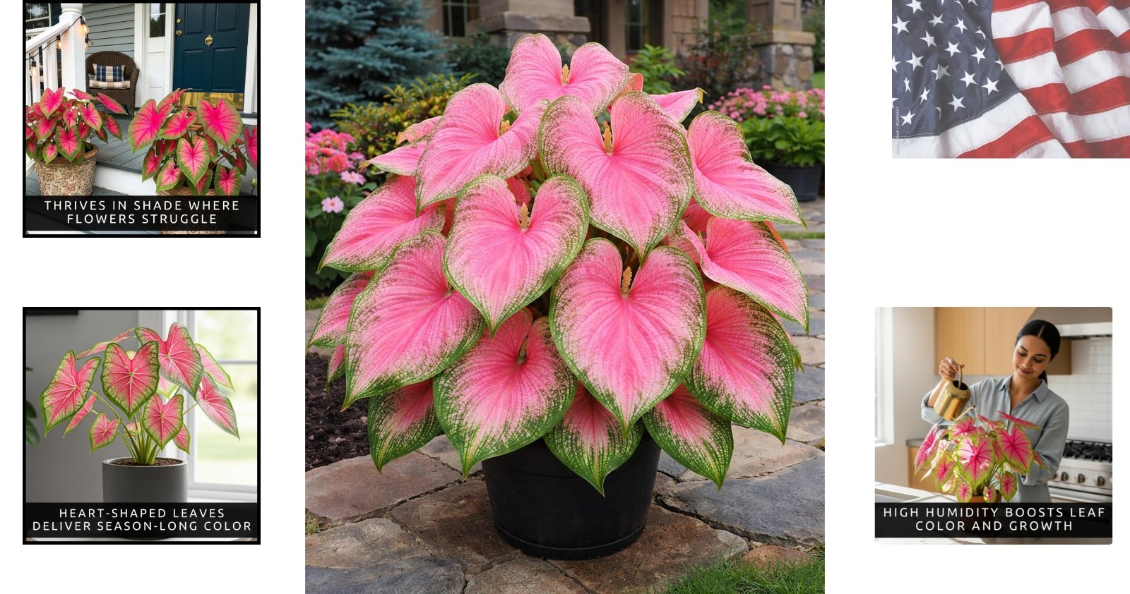Vibrant Pink & Green Caladium Bulbs – Perfect for Shades, 6 Easy-Grow Bulbs