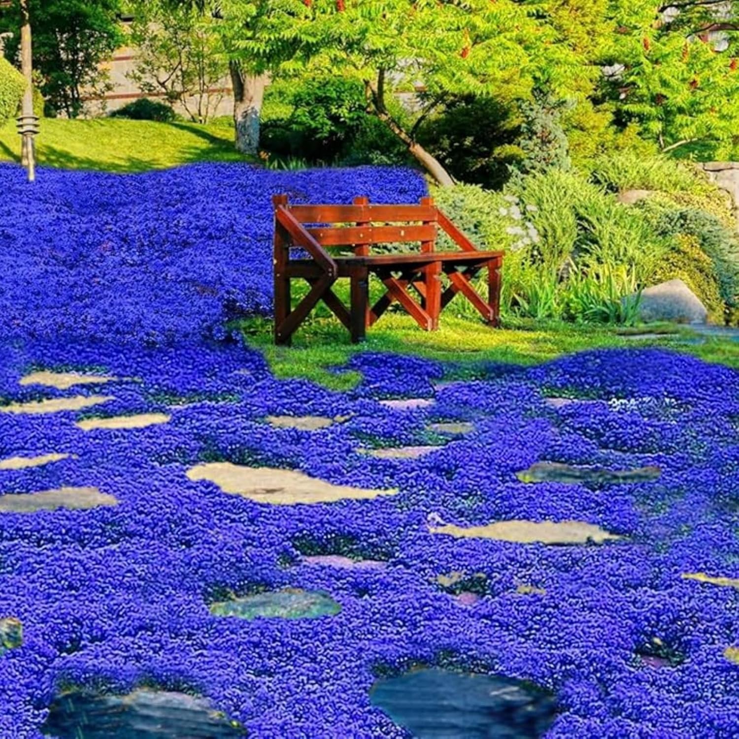 29000+ Creeping Thyme Seeds for Planting Perennial Ground Cover & Flowers