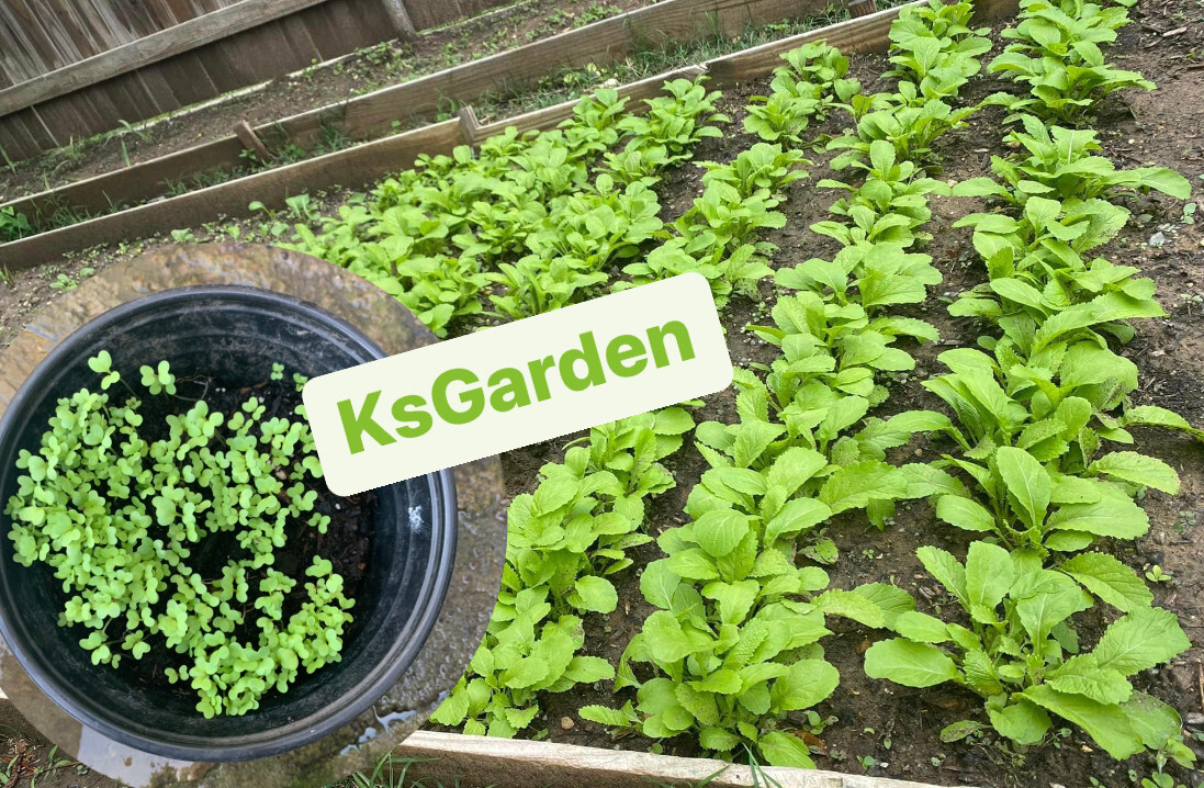 300+ PCS GREEN MUSTARD SEEDS, HẠT CẢI BẸ XANH | HIGH GERMINATION |