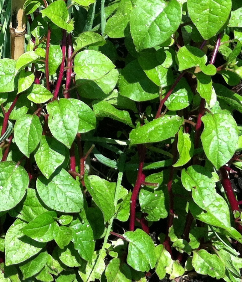 Malabar Spinach BEAUTIFUL VINE WITH EDIBLE LEAVES Seeds!