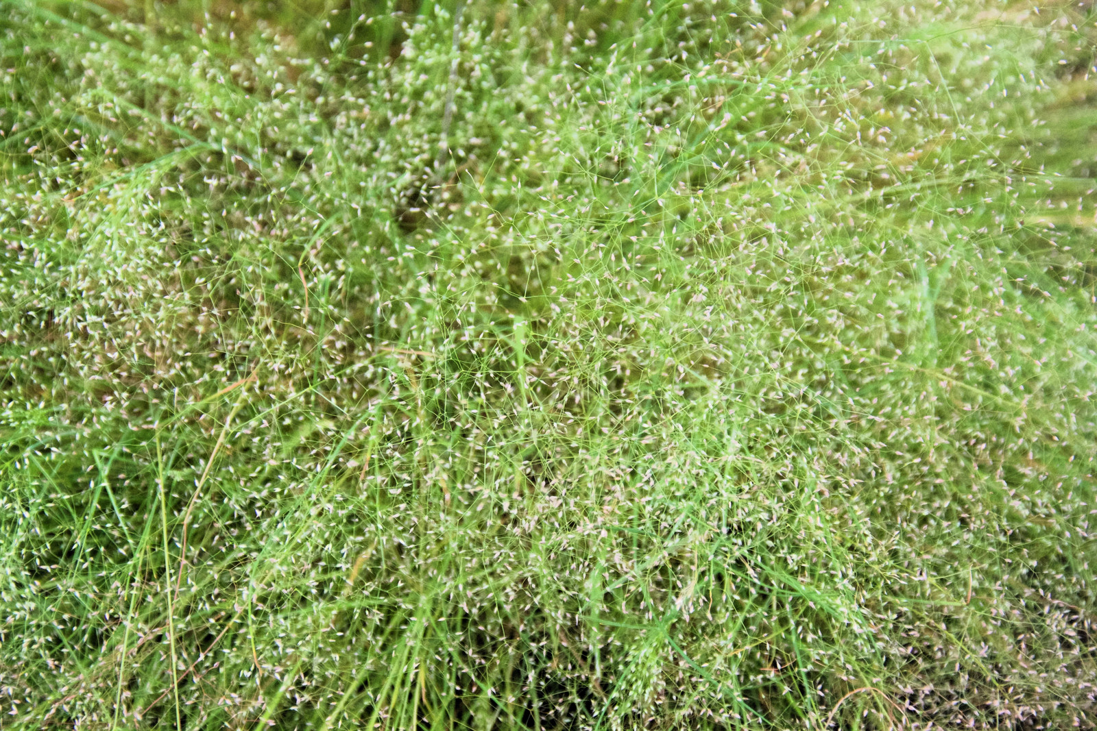 200 CLOUD GRASS Agrostis Nebulosa White Flower Tan Ornamental Grass Seeds