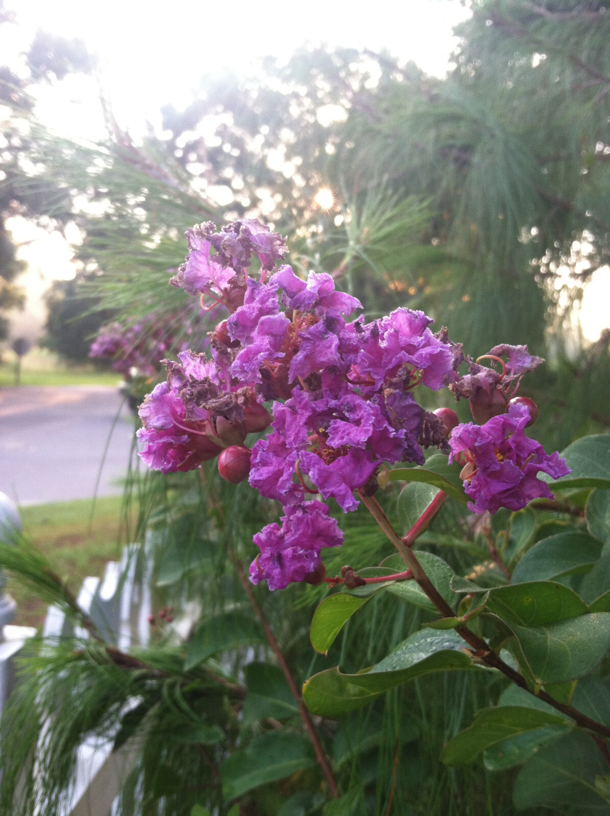 Lagerstroemia indica | Crape Myrtle Catawba | 15 seeds