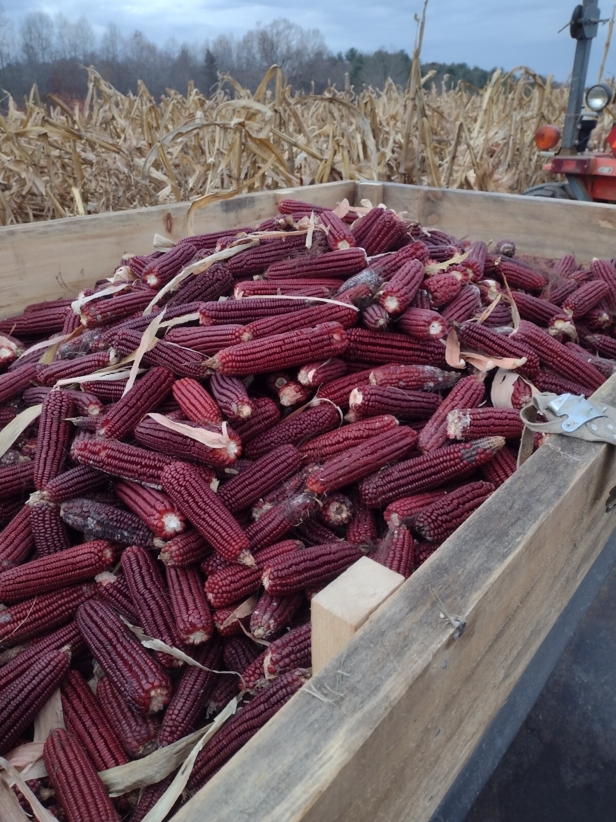 Jimmy Red Corn – Heirloom Dent Corn Seed or For Milling – 1/2 pound Avg 700 Seed