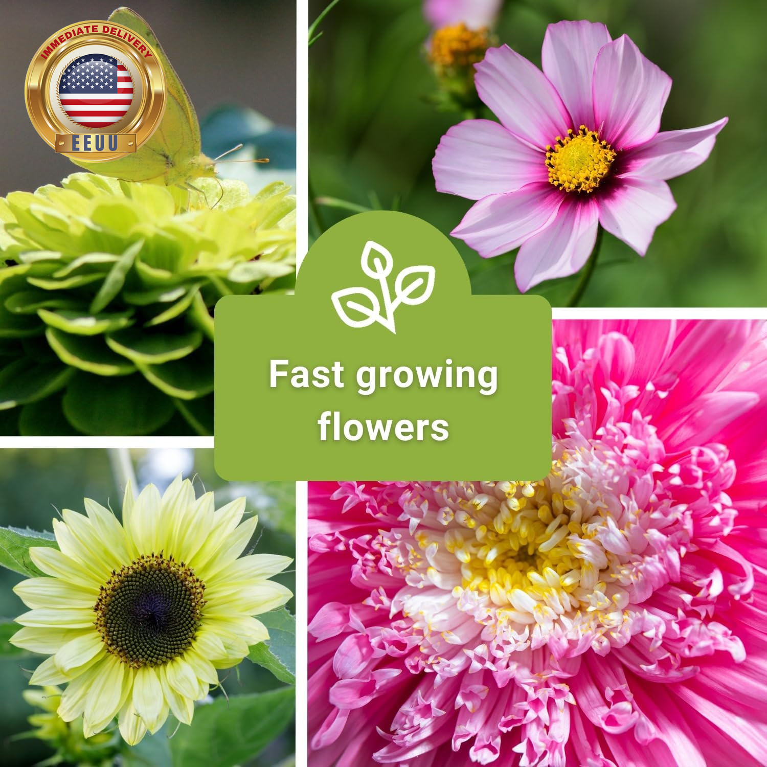 – Annual Flower Seed Garden Collection for Planting – 5 Packets Includes Marigol