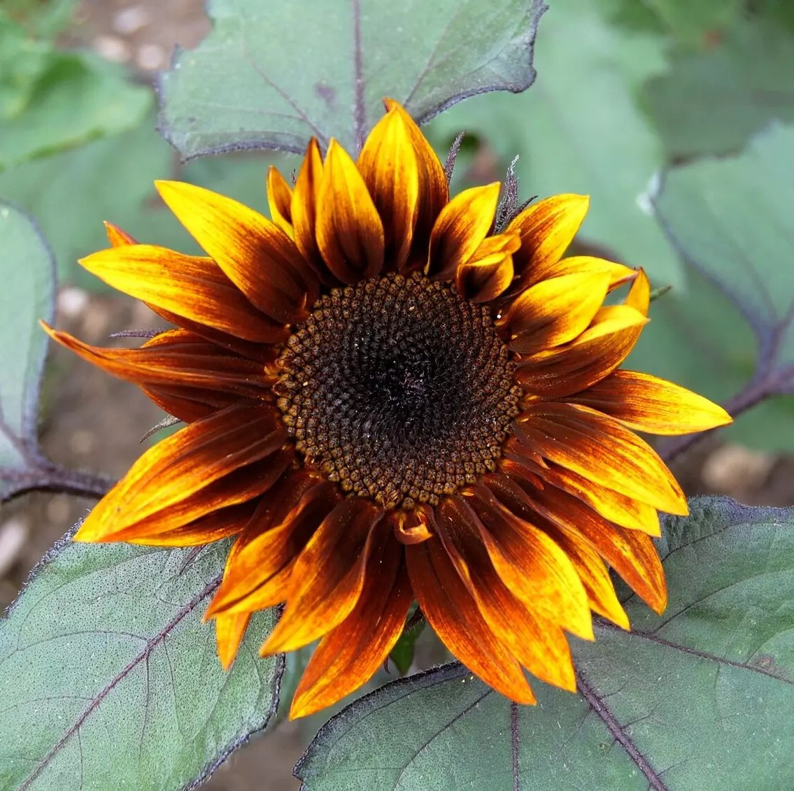 100+ EARTHWALKER SUNFLOWER SEEDS – HEIRLOOM – COLORFUL ——— RARE