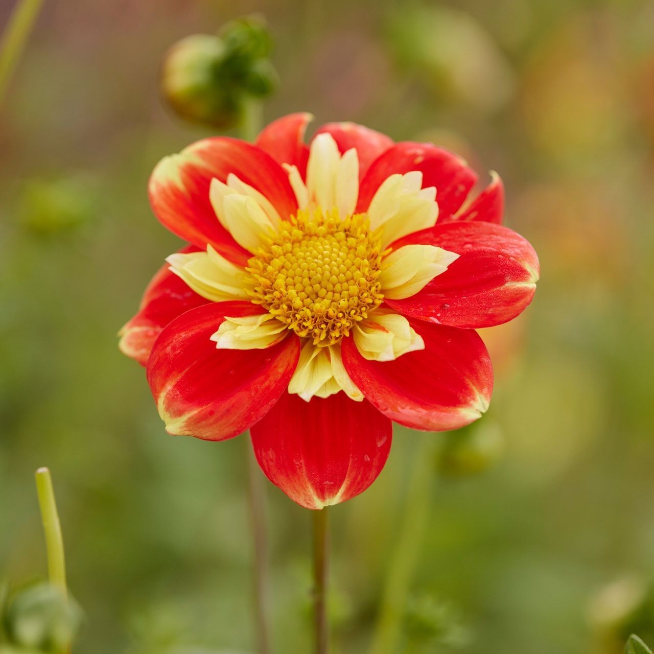 Dahlia Collarette ‘Pooh Swan Island’ Clump Tubers, Size #1, Orange, Red & Yellow