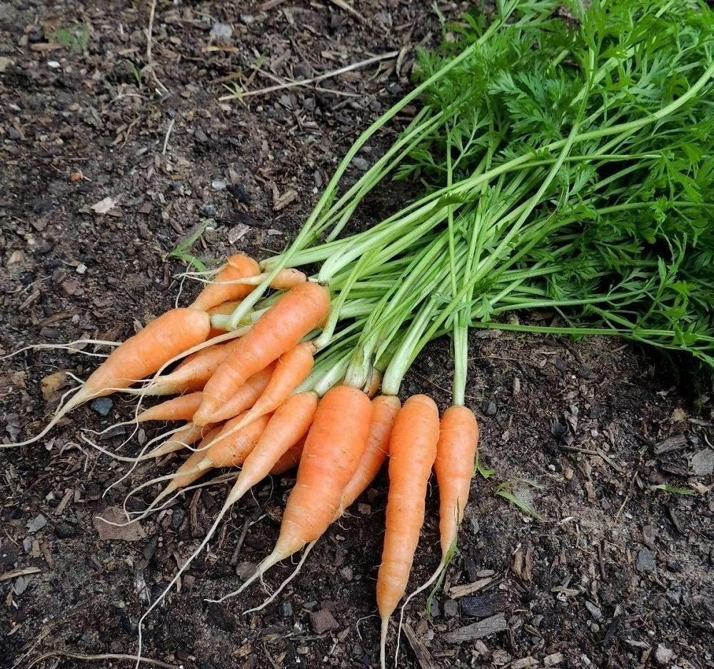 Carrot Seeds- Little Finger, “COOL BEANS N SPROUTS” Brand. Home Gardening.