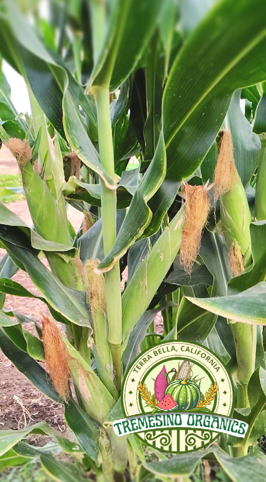 Mexican Sierreño White Corn 50 Seeds- Maiz Criollo Sierreño Mexicano,50 Semillas