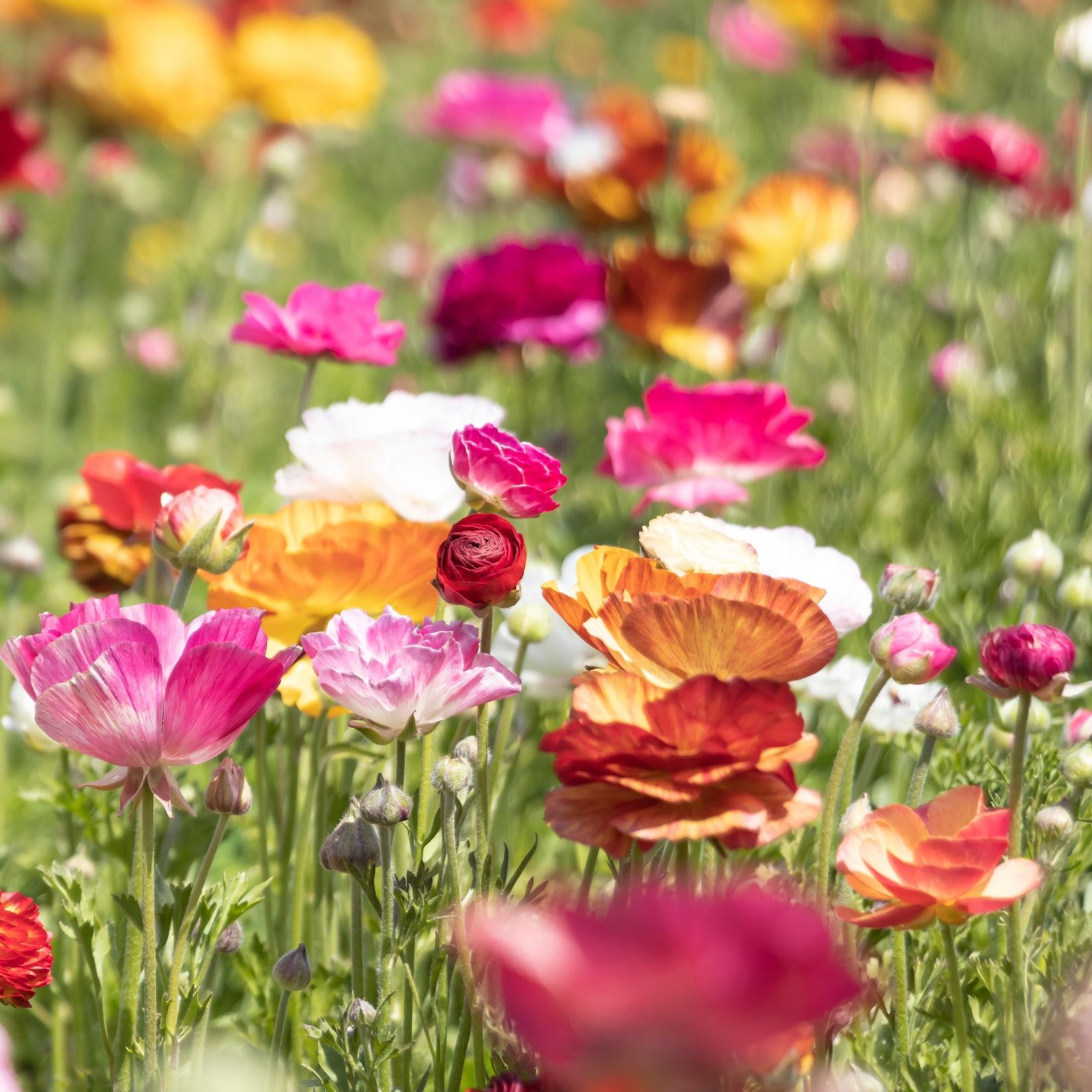 Easy to Grow Ranunculus Buttercup Picotee Mix 10 Plant Bulbs, Spring Flowers