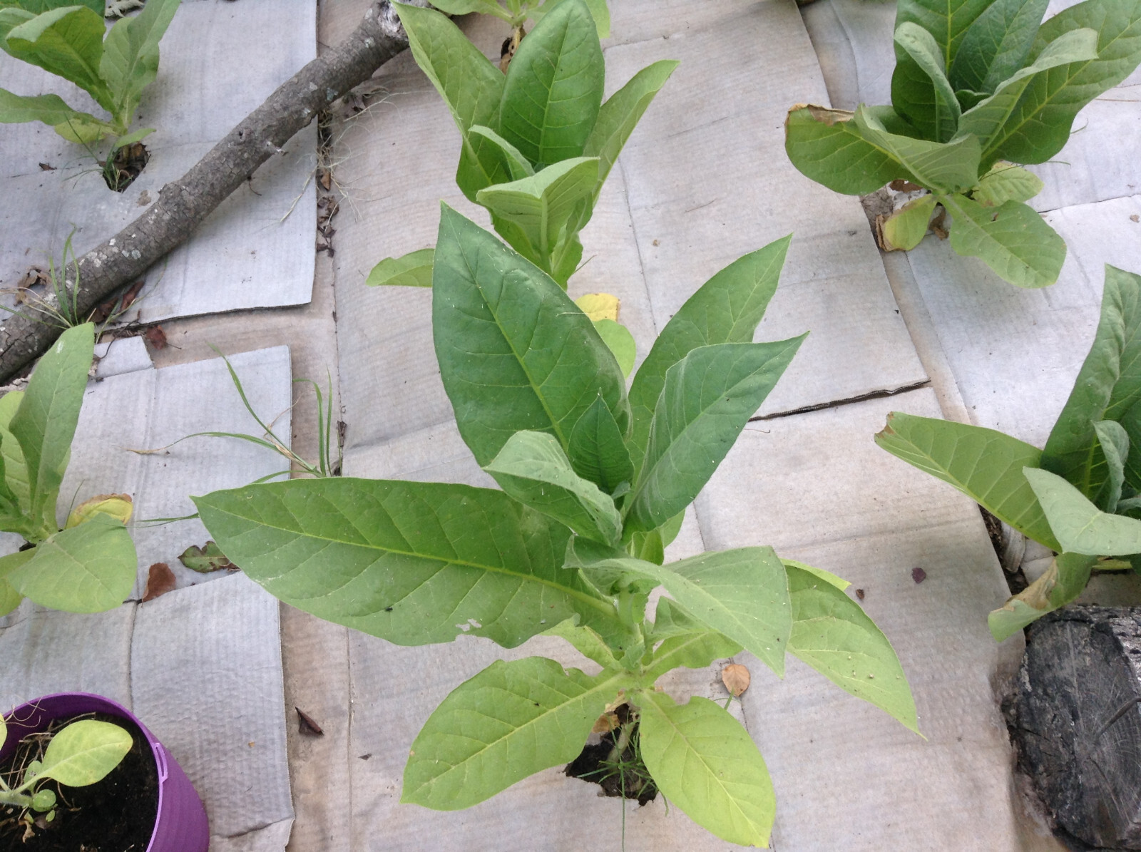 Criollo 98 Tobacco seeds (1000+ per packet)
